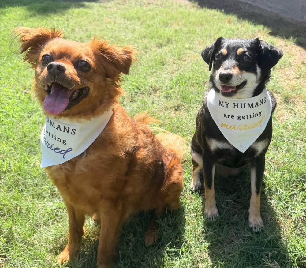 Poppy and Luna in their “my humans are getting married” bandanas